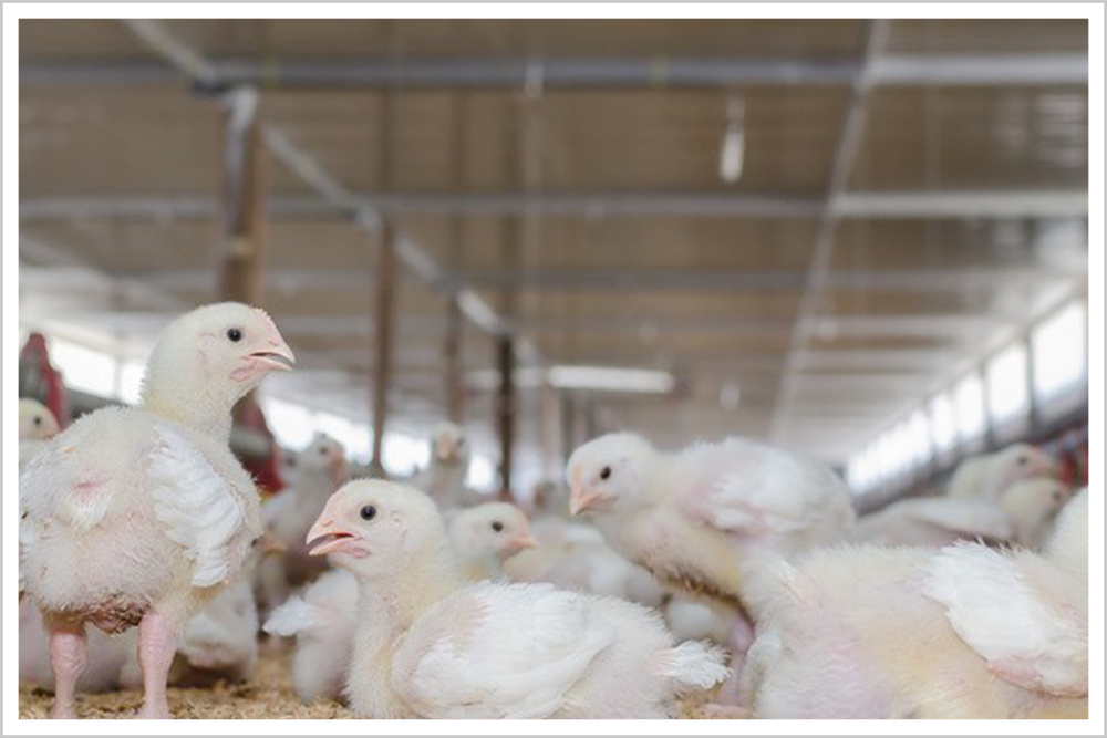 面对卡脖子威胁,他向美国人说:十分钟内离开我的公司