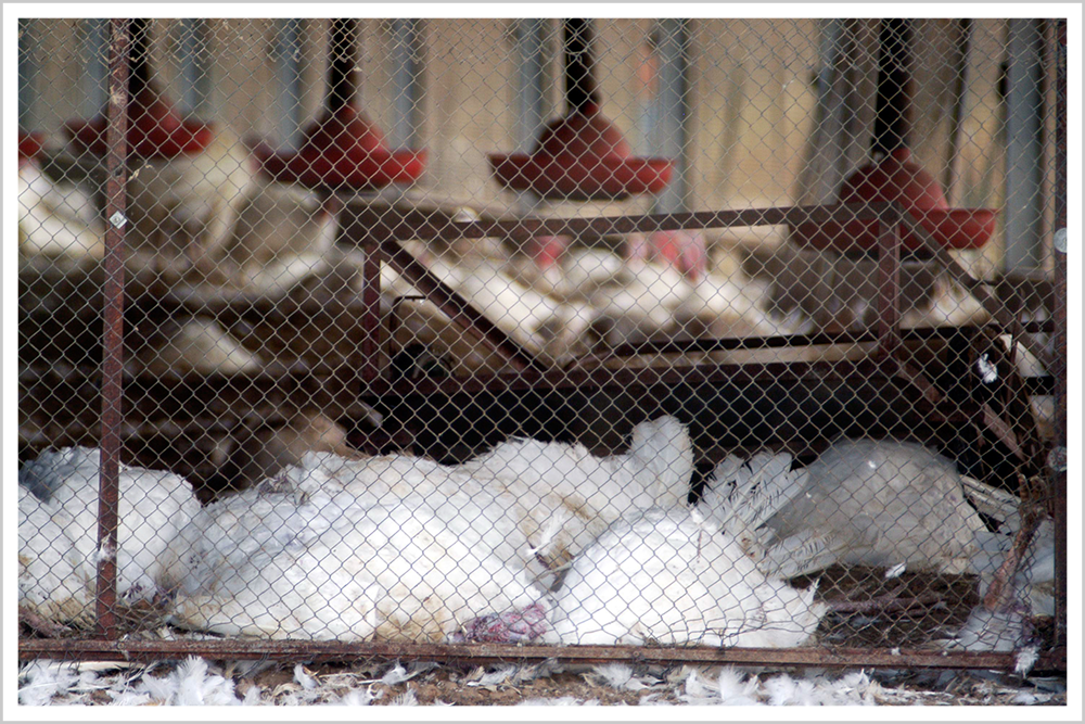 面对卡脖子威胁,他向美国人说:十分钟内离开我的公司