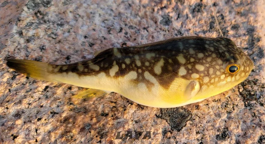 伶仃洋外还有外伶仃岛【游牧岛民日记】